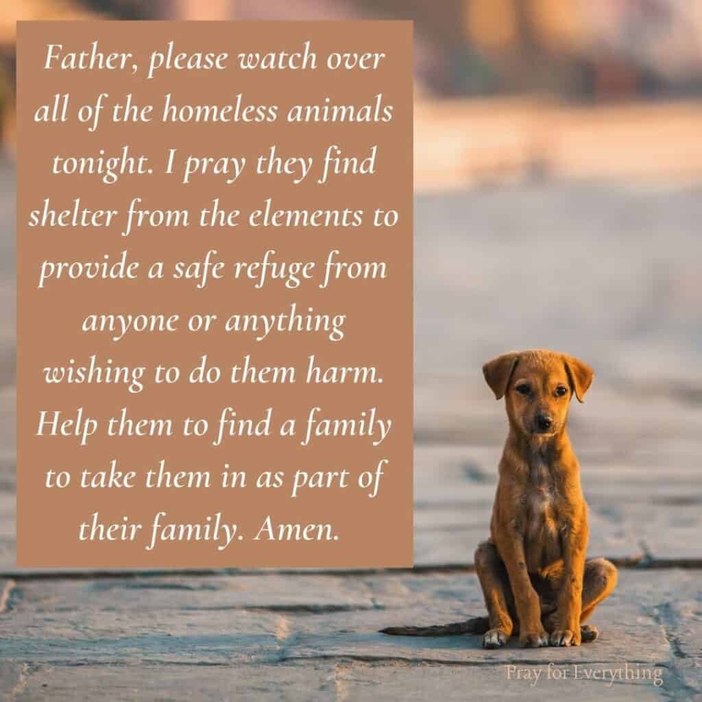 Prayer for Homeless Animals